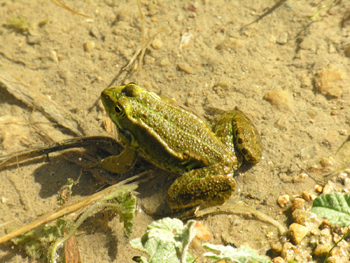 Classificazione di una rana - Pelophylax sp. (Sicilia)